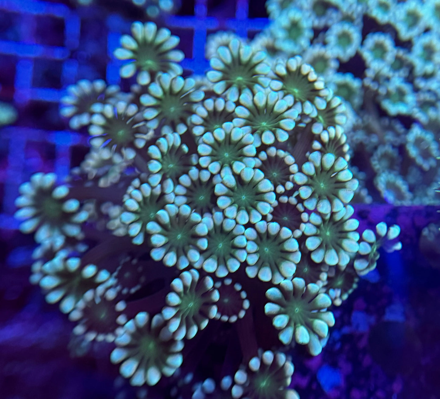 Mystery Mixed Reef Pack Beginners