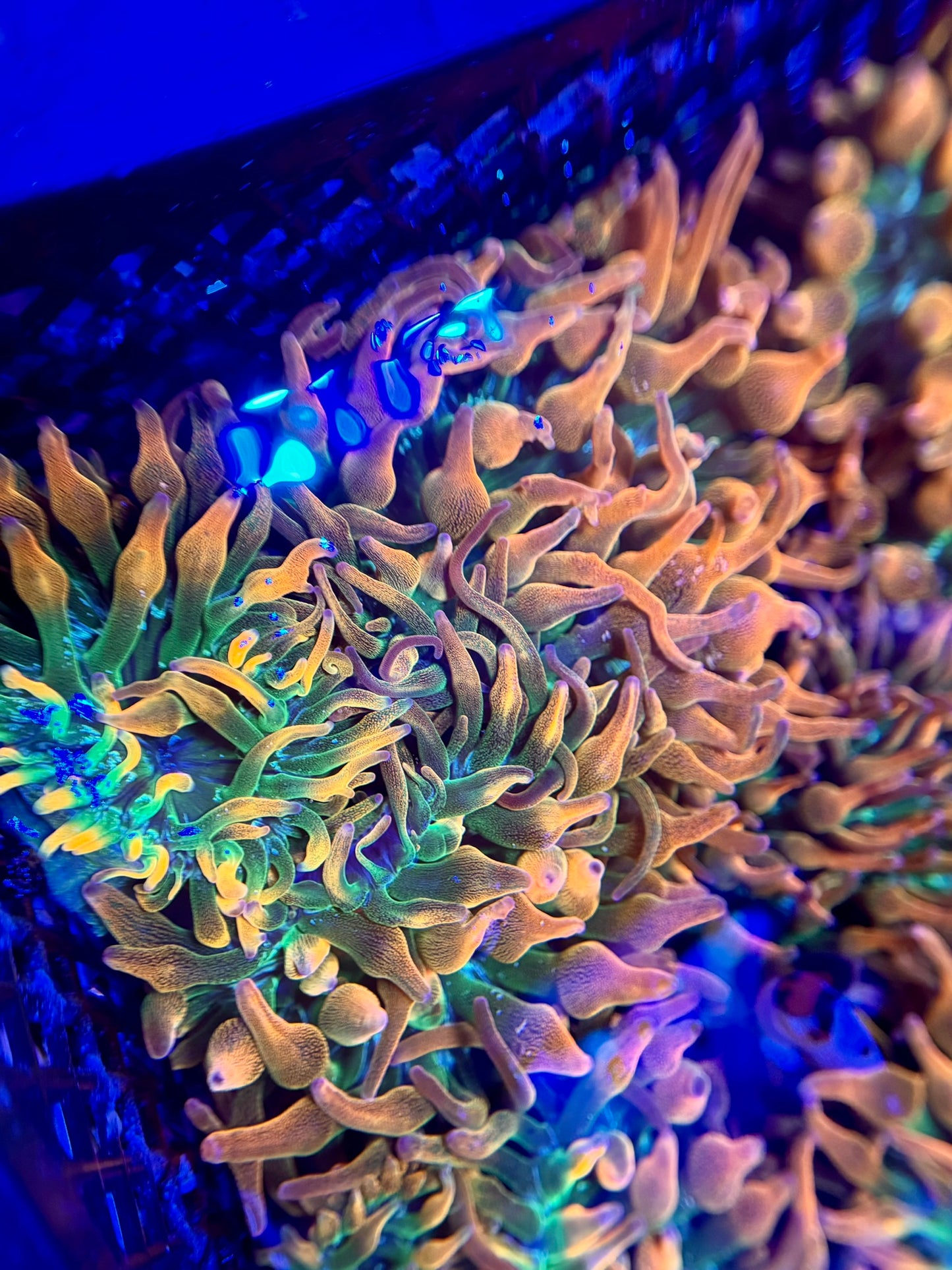 Mystery Mixed Reef Pack Beginners