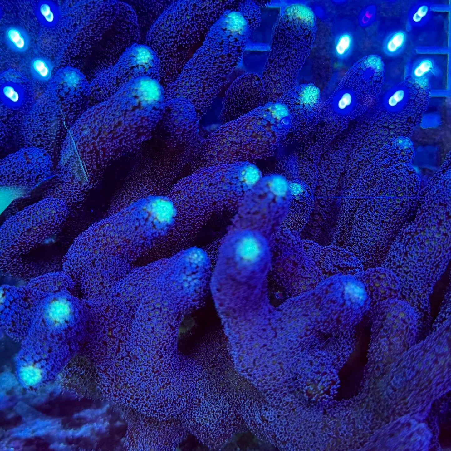 Mystery Mixed Reef Pack Beginners