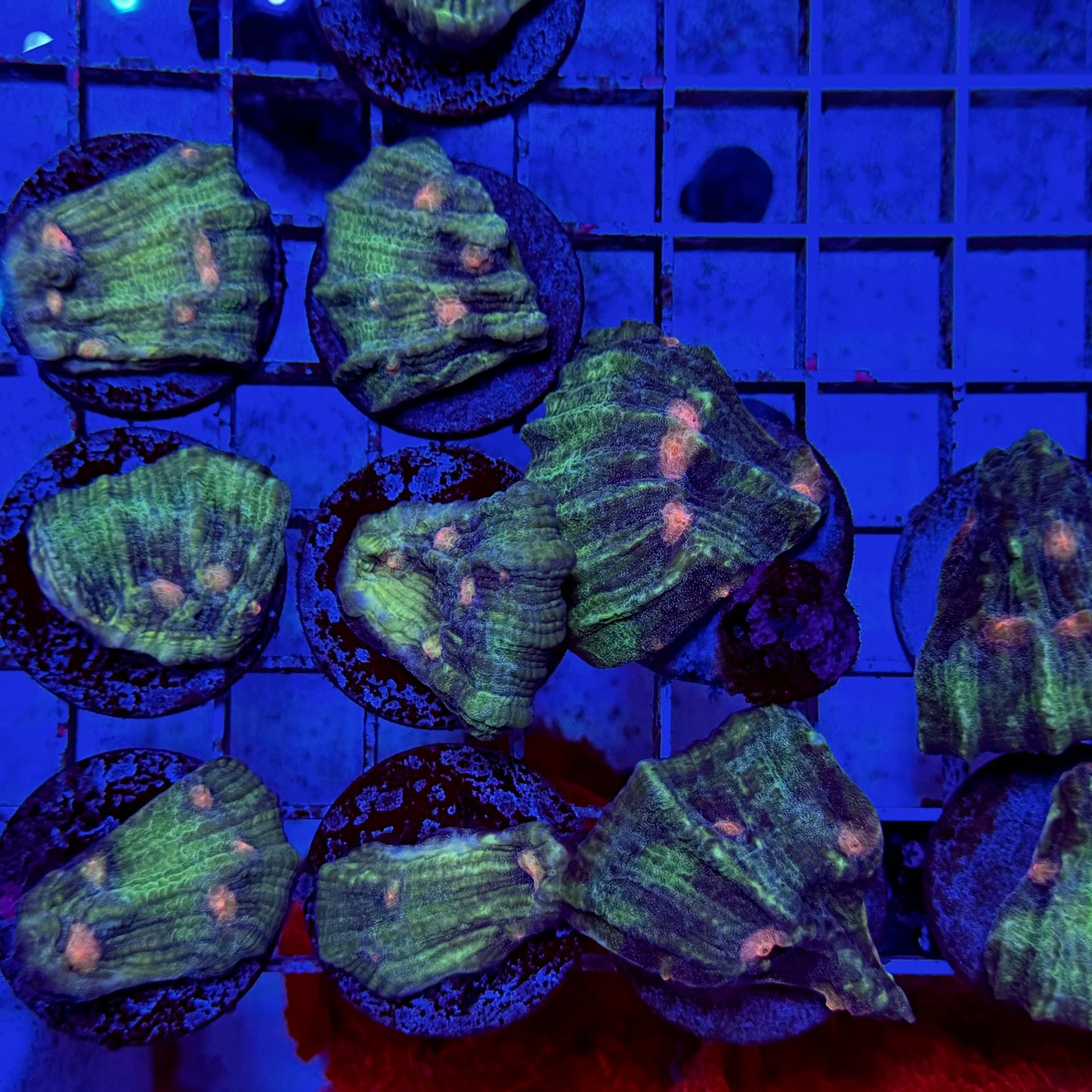 Mystery Mixed Reef Pack Beginners