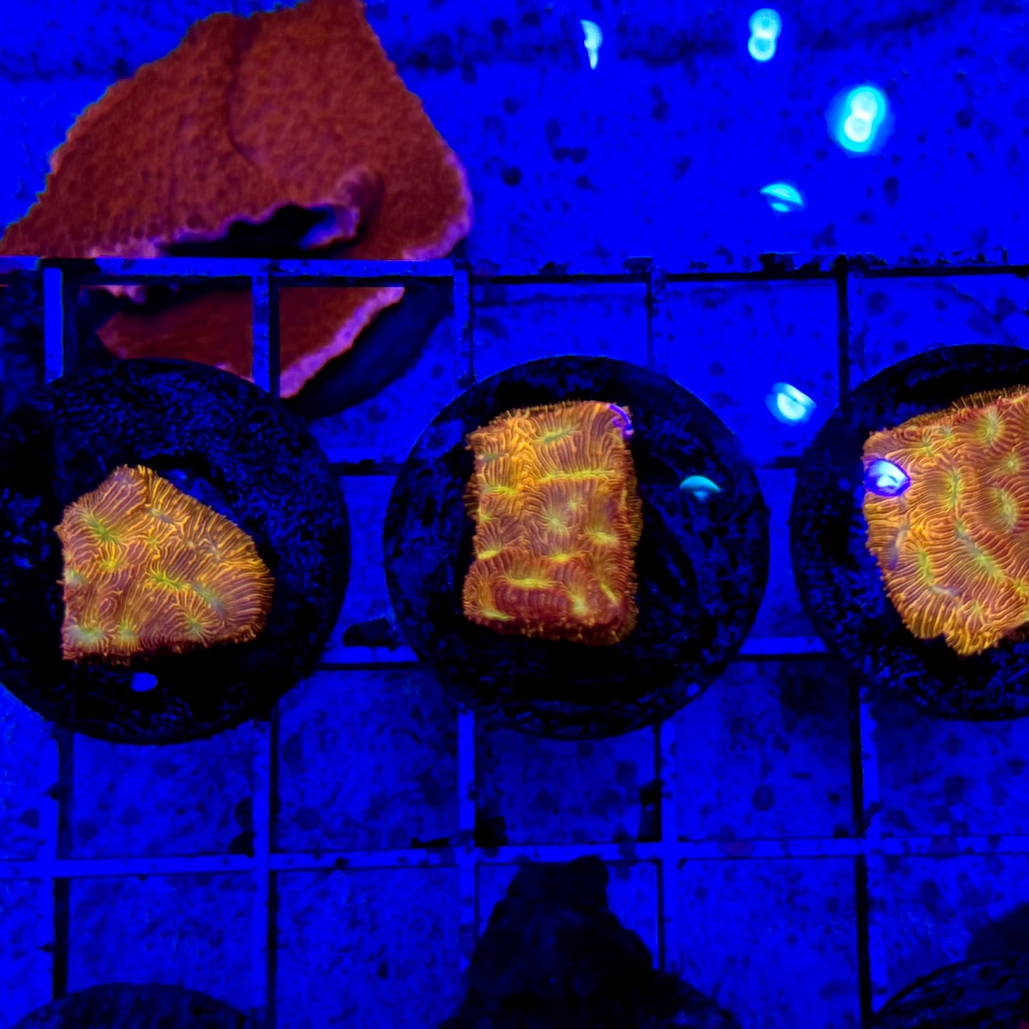 Mystery Mixed Reef Pack Beginners