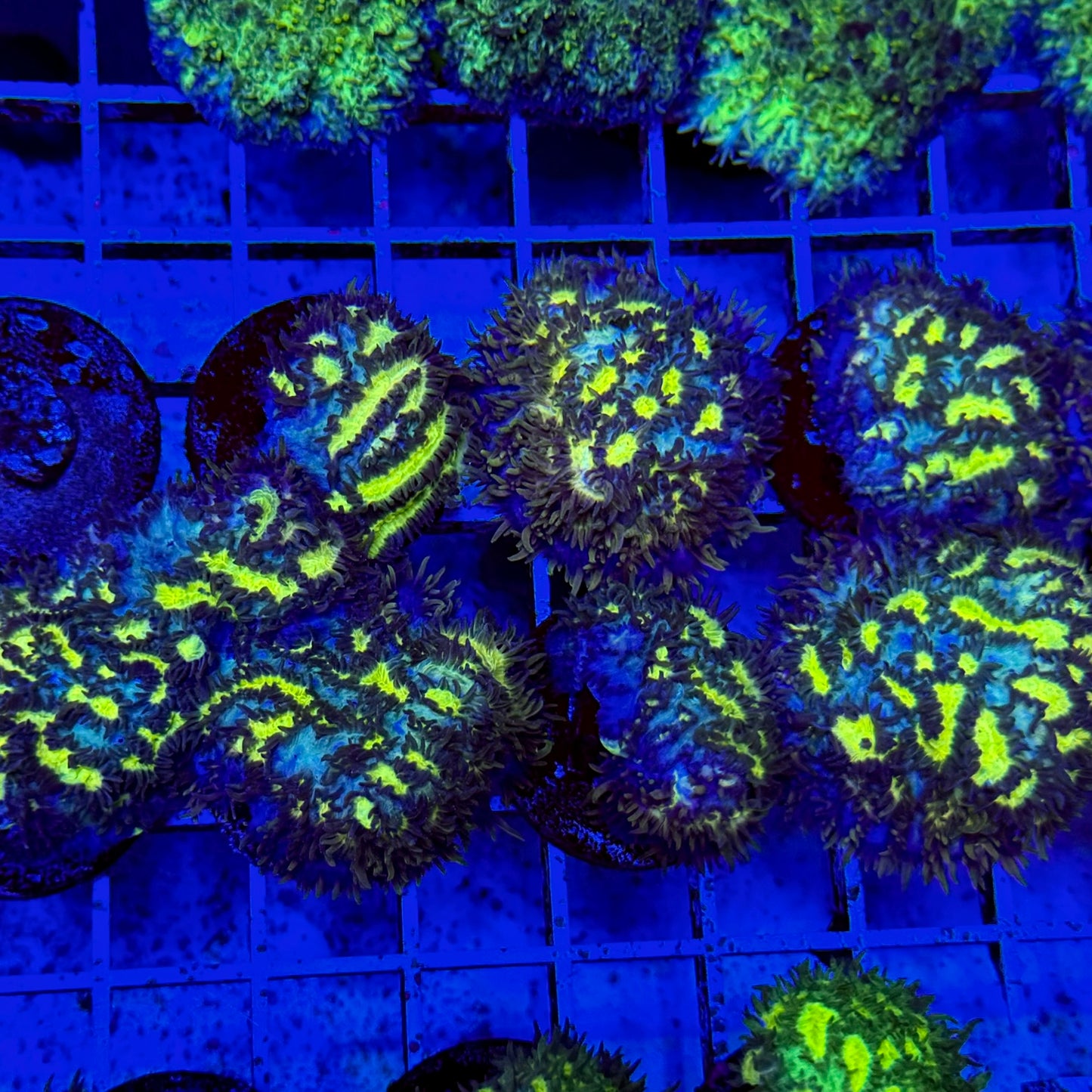 Mystery Mixed Reef Pack Beginners