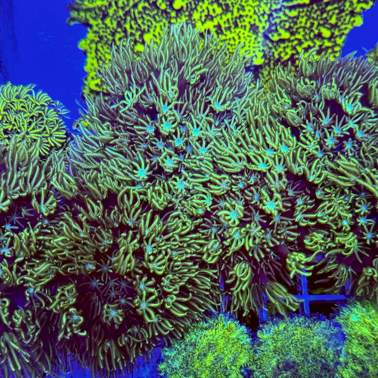 Mystery Mixed Reef Pack Beginners