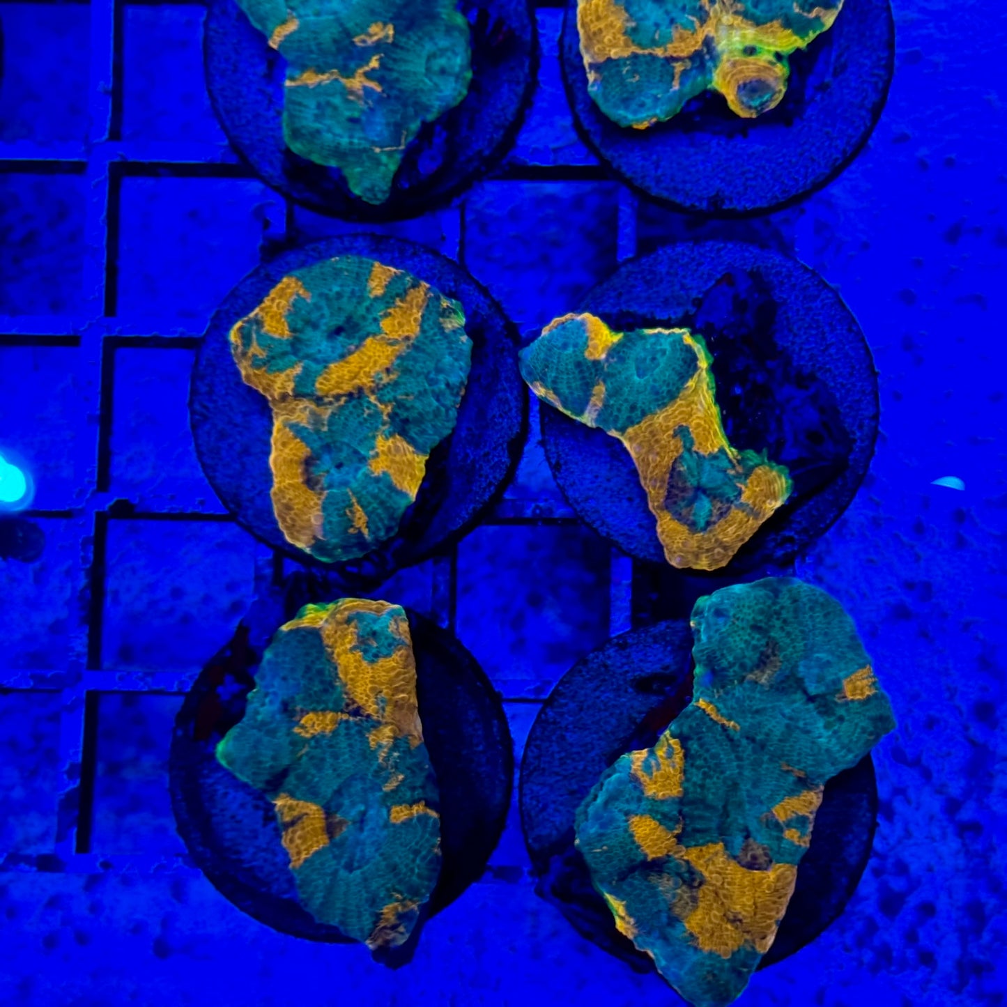 Mystery Mixed Reef Pack Beginners