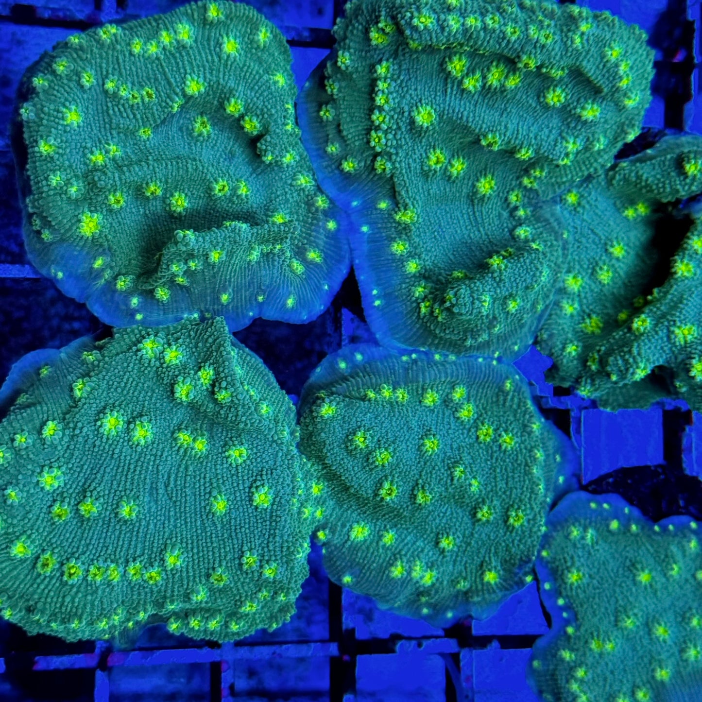 Mystery Mixed Reef Pack Beginners