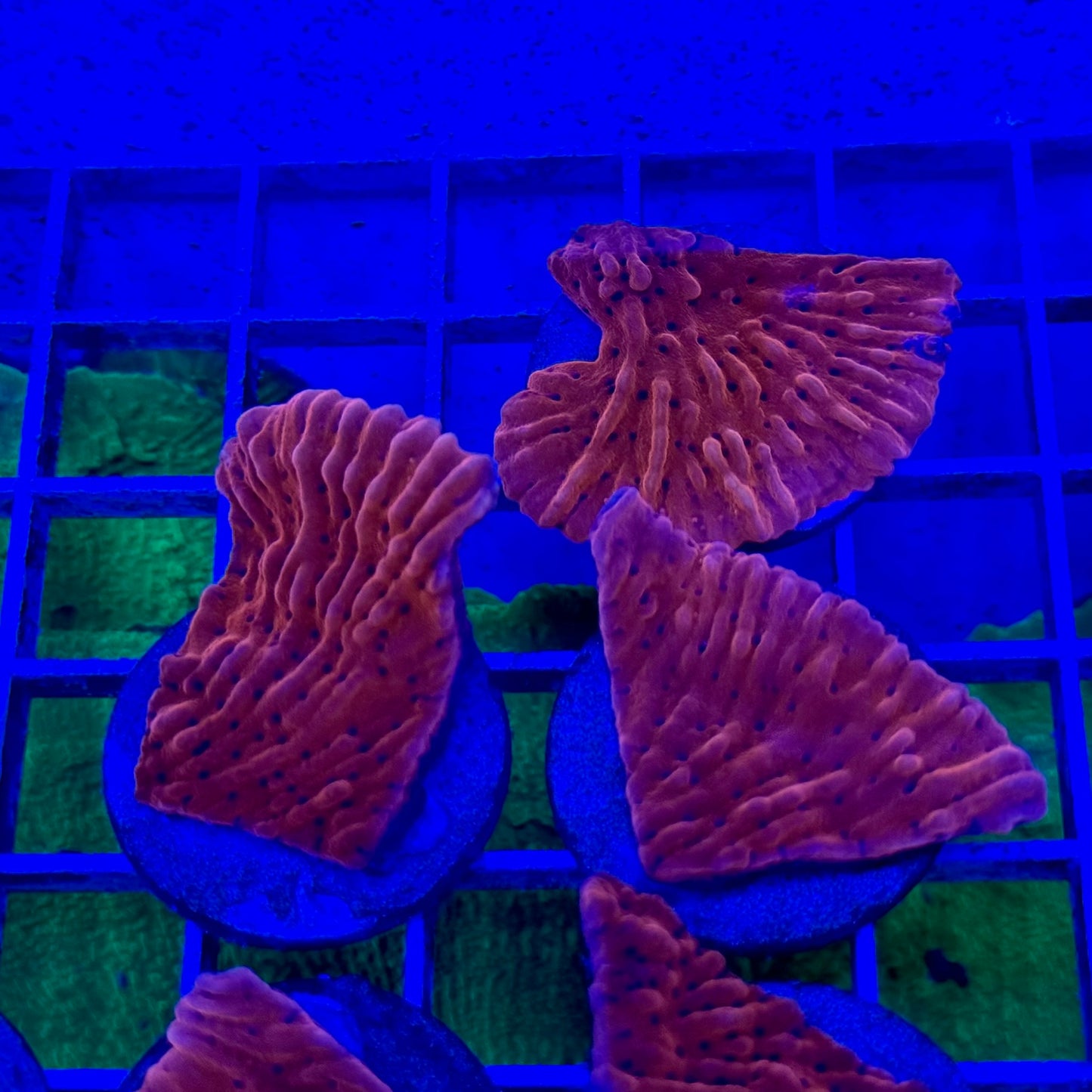 Mystery Mixed Reef Pack Beginners