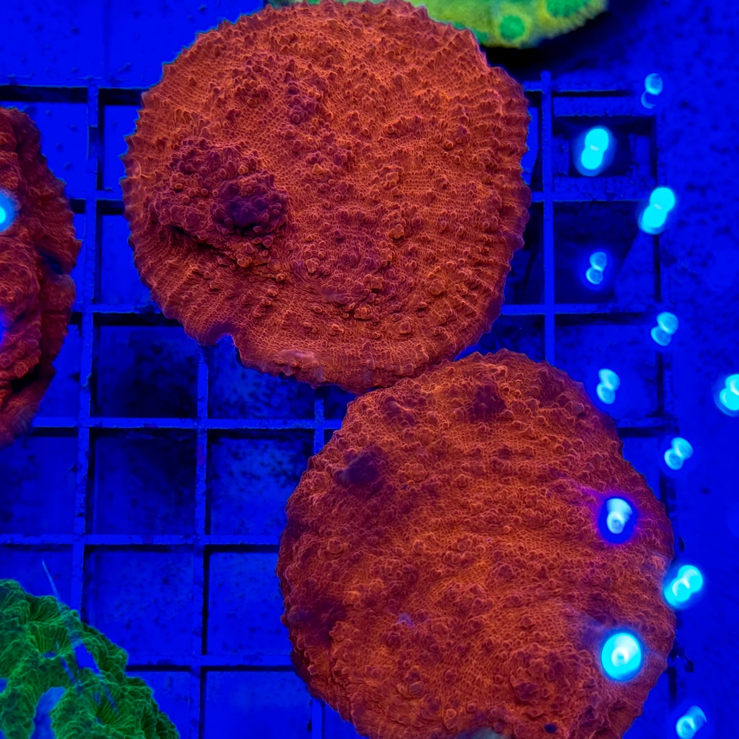 Mystery Mixed Reef Pack Beginners