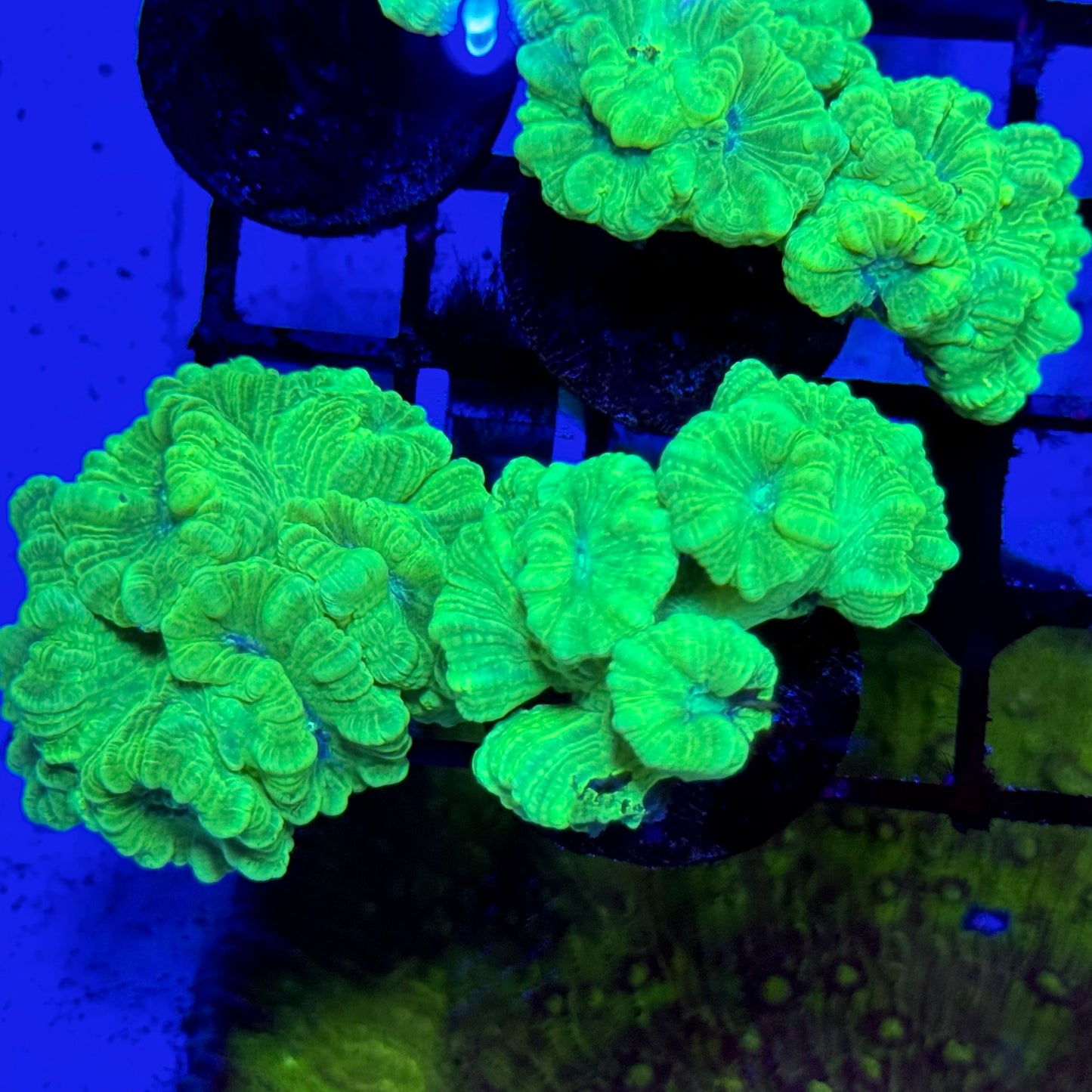 Mystery Mixed Reef Pack Beginners