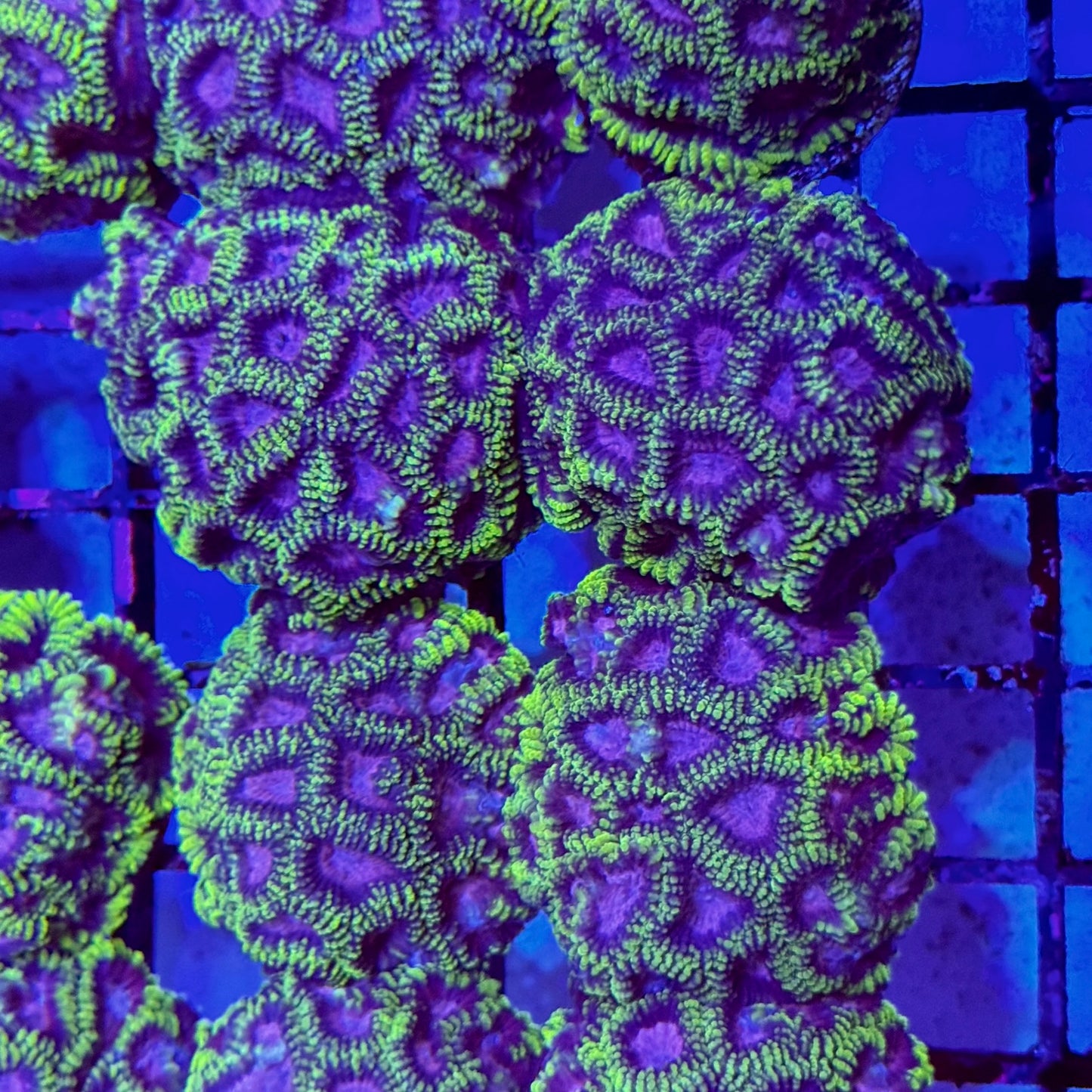 Mystery Mixed Reef Pack Beginners