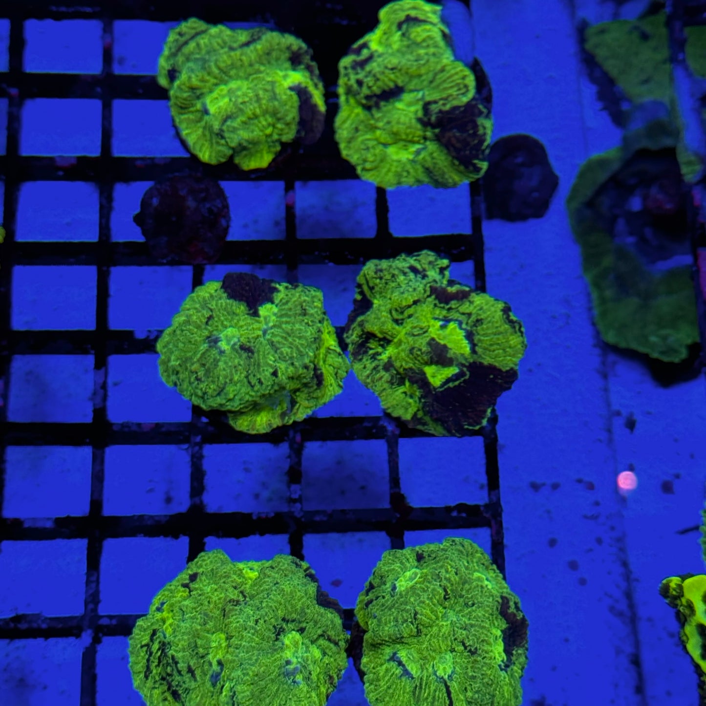 Mystery Mixed Reef Pack Beginners