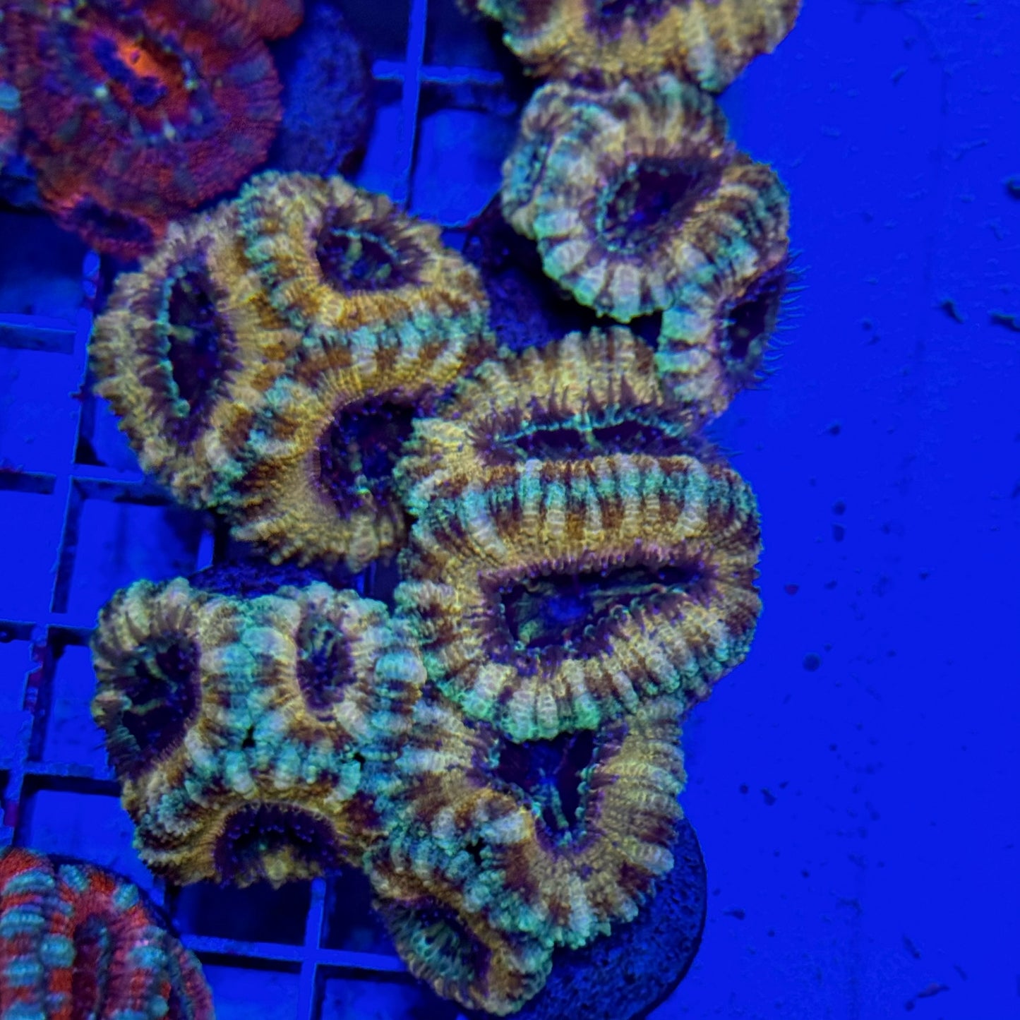 Mystery Mixed Reef Pack Beginners