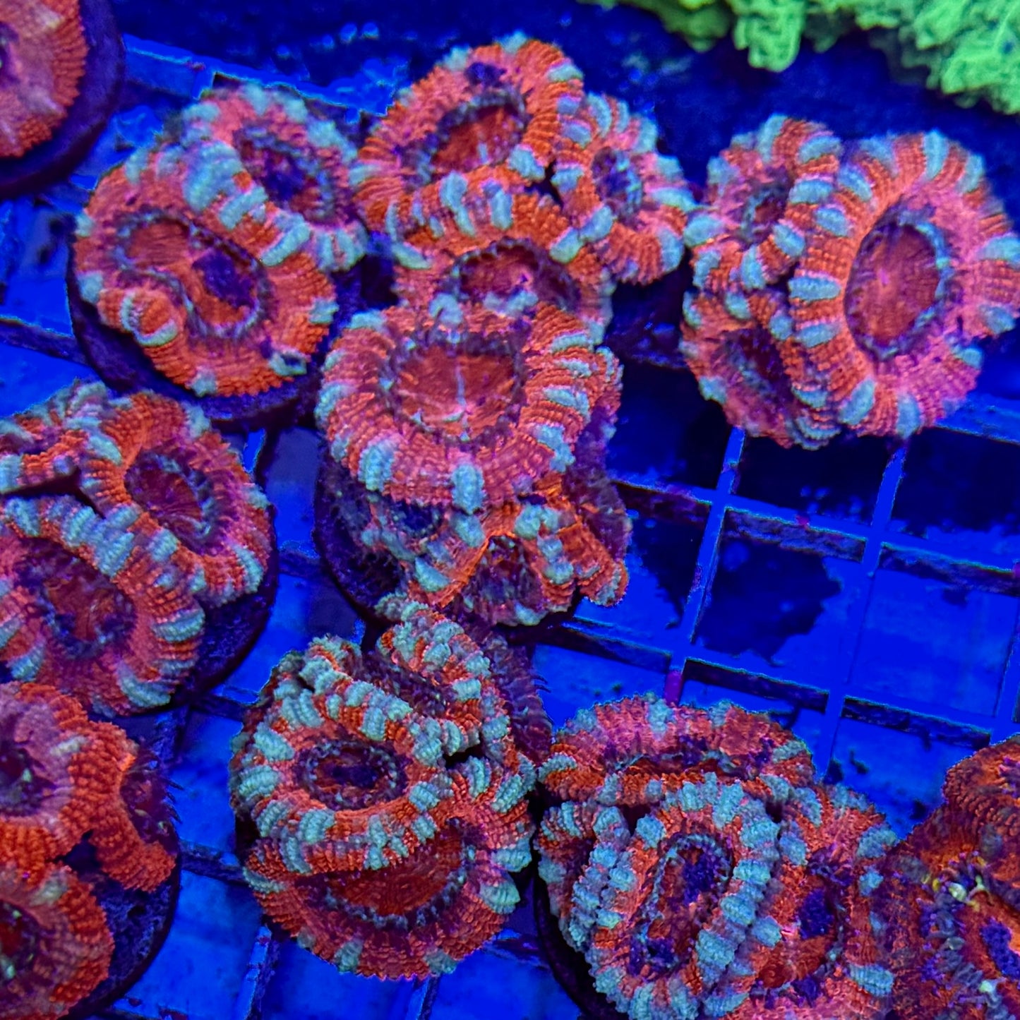 Mystery Mixed Reef Pack Beginners