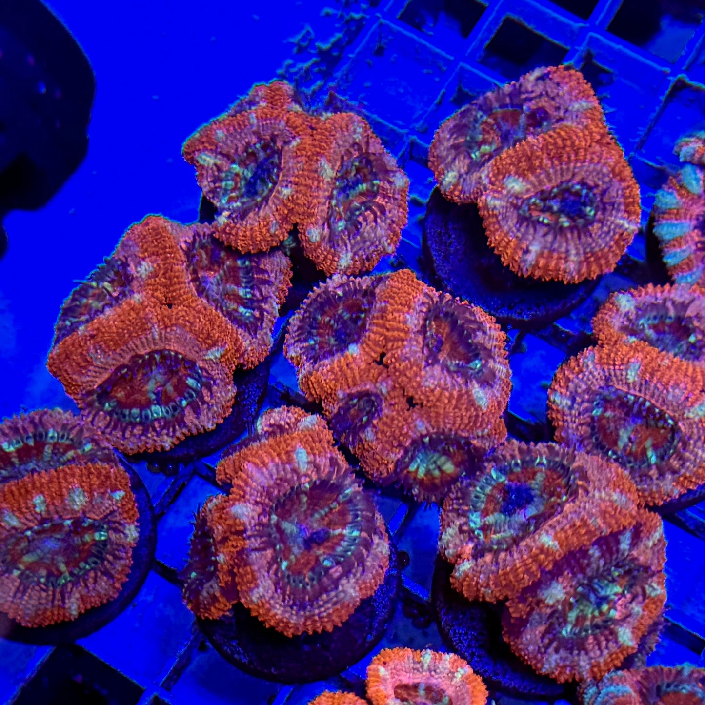 Mystery Mixed Reef Pack Beginners