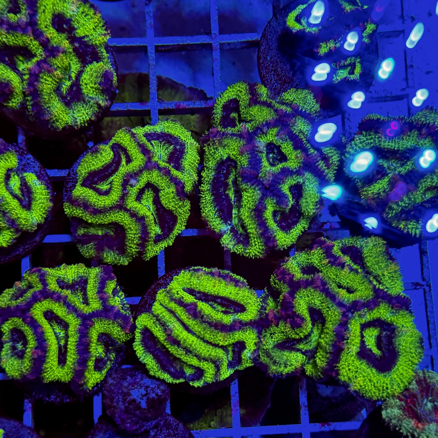 Mystery Mixed Reef Pack Beginners