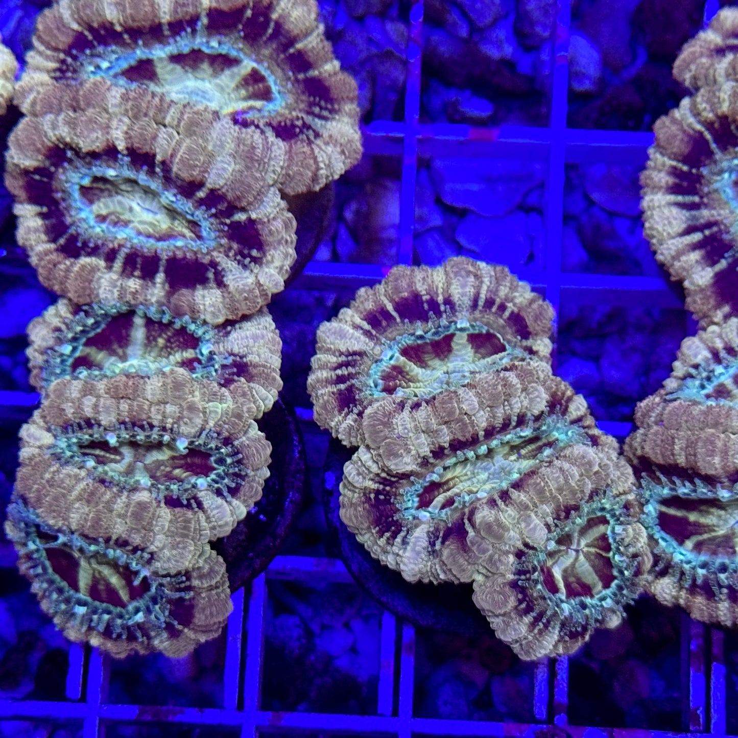 Mystery Mixed Reef Pack Beginners