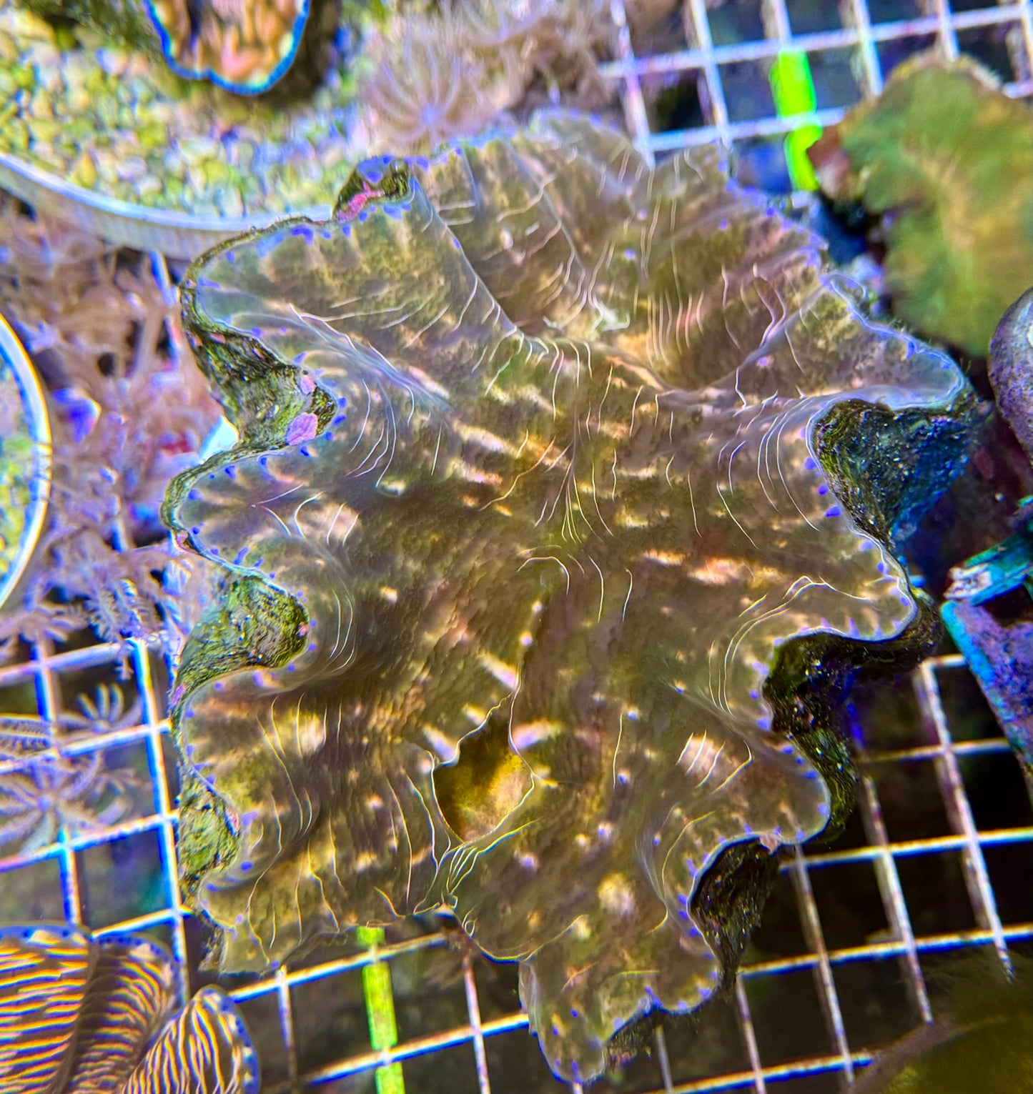 Lg Hippopus Clam