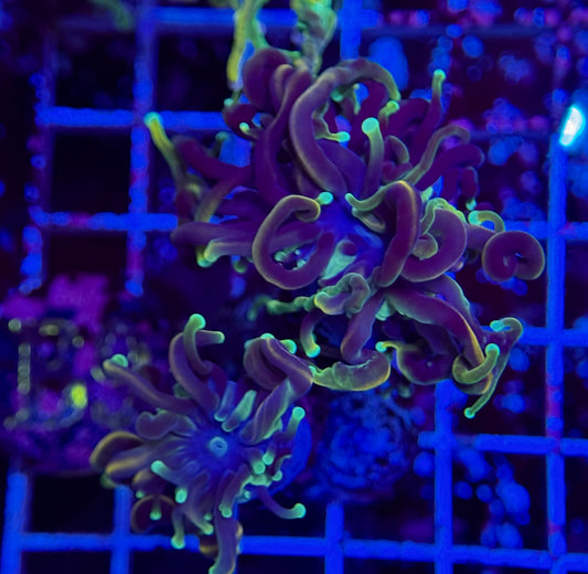 B9 Hell raiser Torch 2 polyp