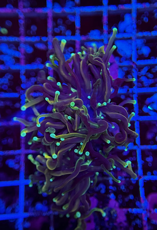 E4 Hell Raiser Torch 2 polyp