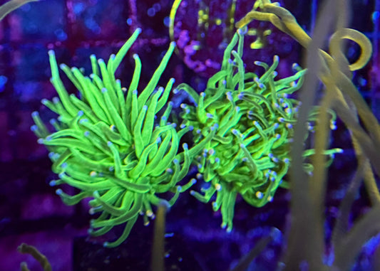 H4 Neon Green Torch 2 polyp