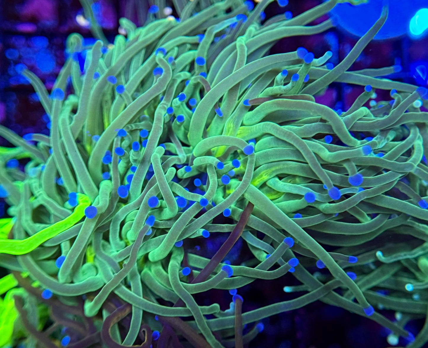 C6 Neon Green Blue Tip Torch 3 polyp