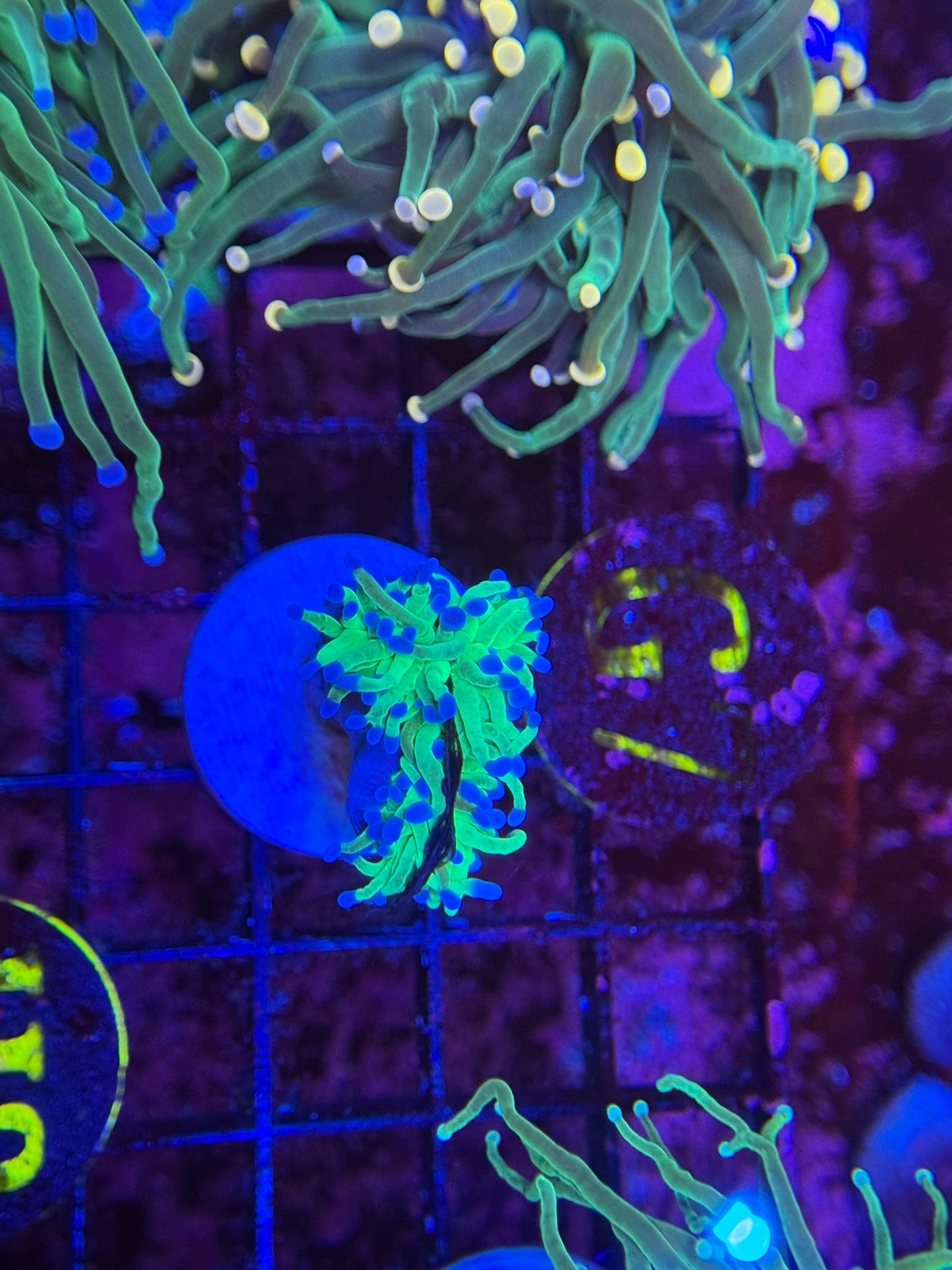 C3 Neon Green Torch Blue Tip 2 polyp