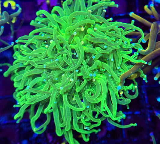 D7 ULTRA Neon Cotton Candy Torch 3 polyps