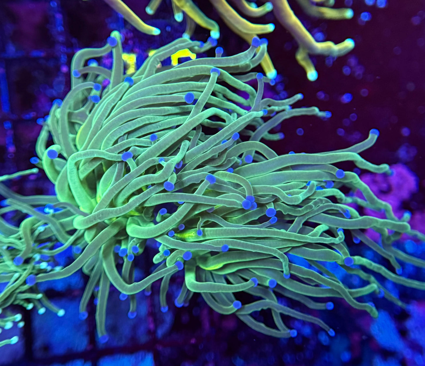 H5 Neon Green Blue tip Torch 2 polyp