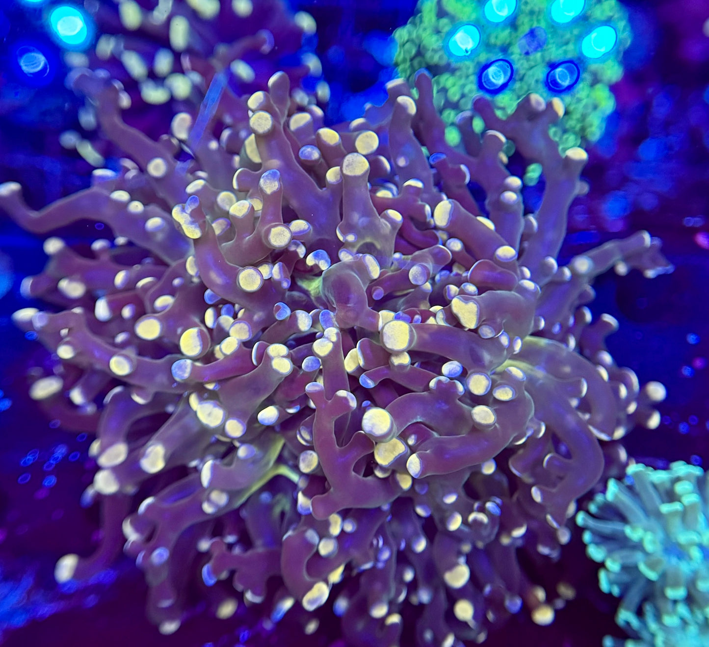 1B98 Jeweled Frogspawn 3 polyp