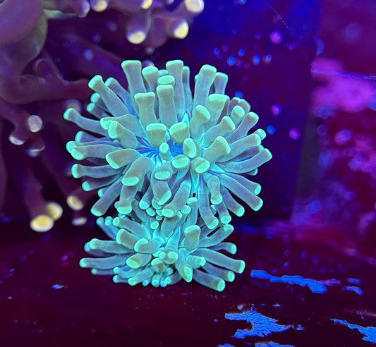 1B101 Aquamarine Hammer 2 polyp