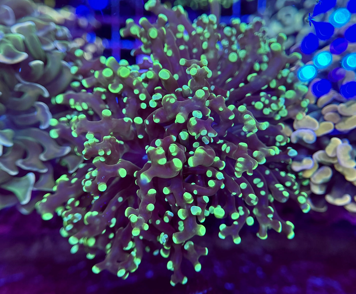 1B113 Metalic Green Frogspawn