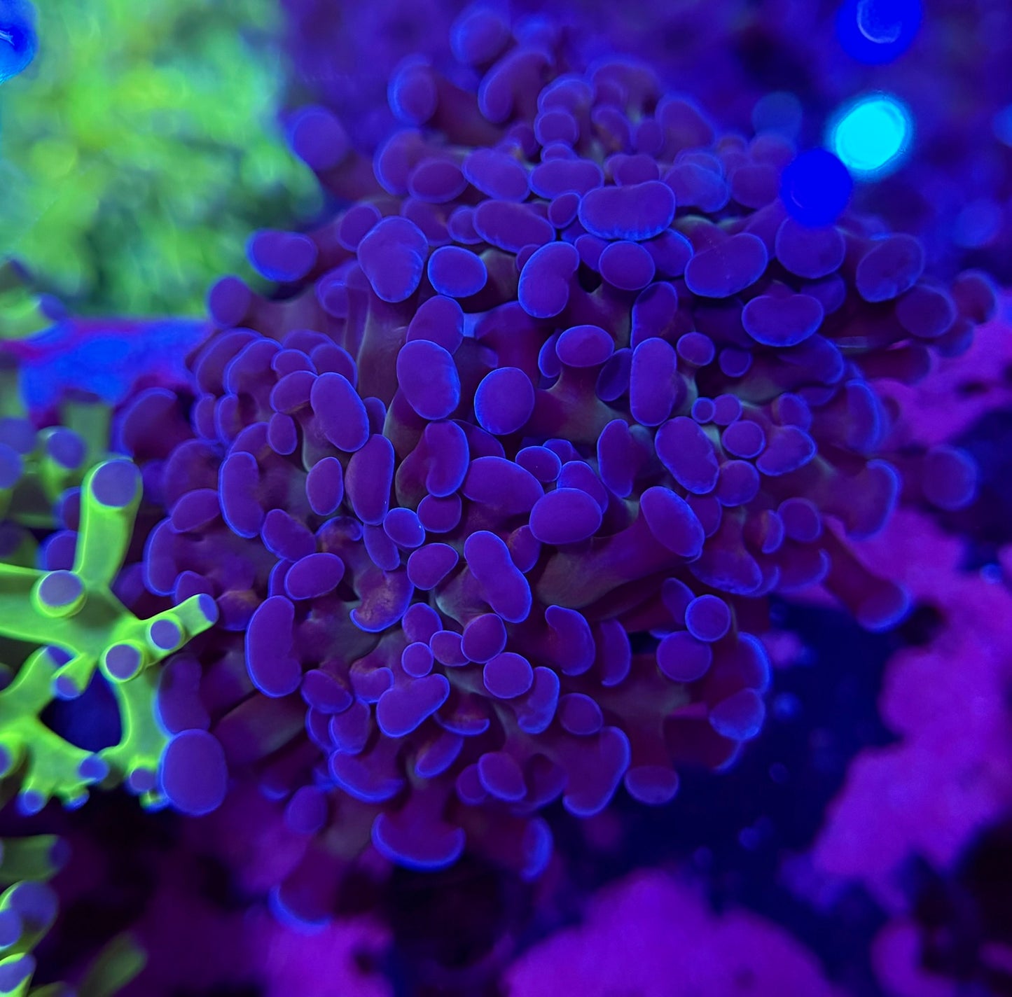 1B123 ACI Prince of Darkness Hammer 2 polyp