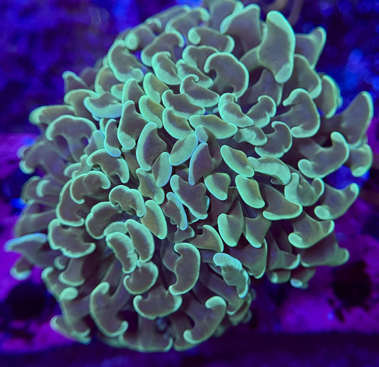 1B127 Ultra Aquamarine Hammer 2 polyp