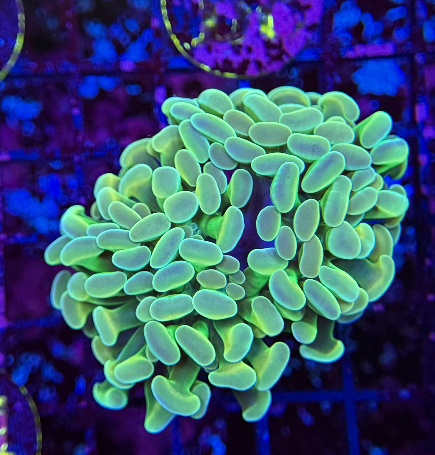 B8 Hologram Hammer 2 polyp