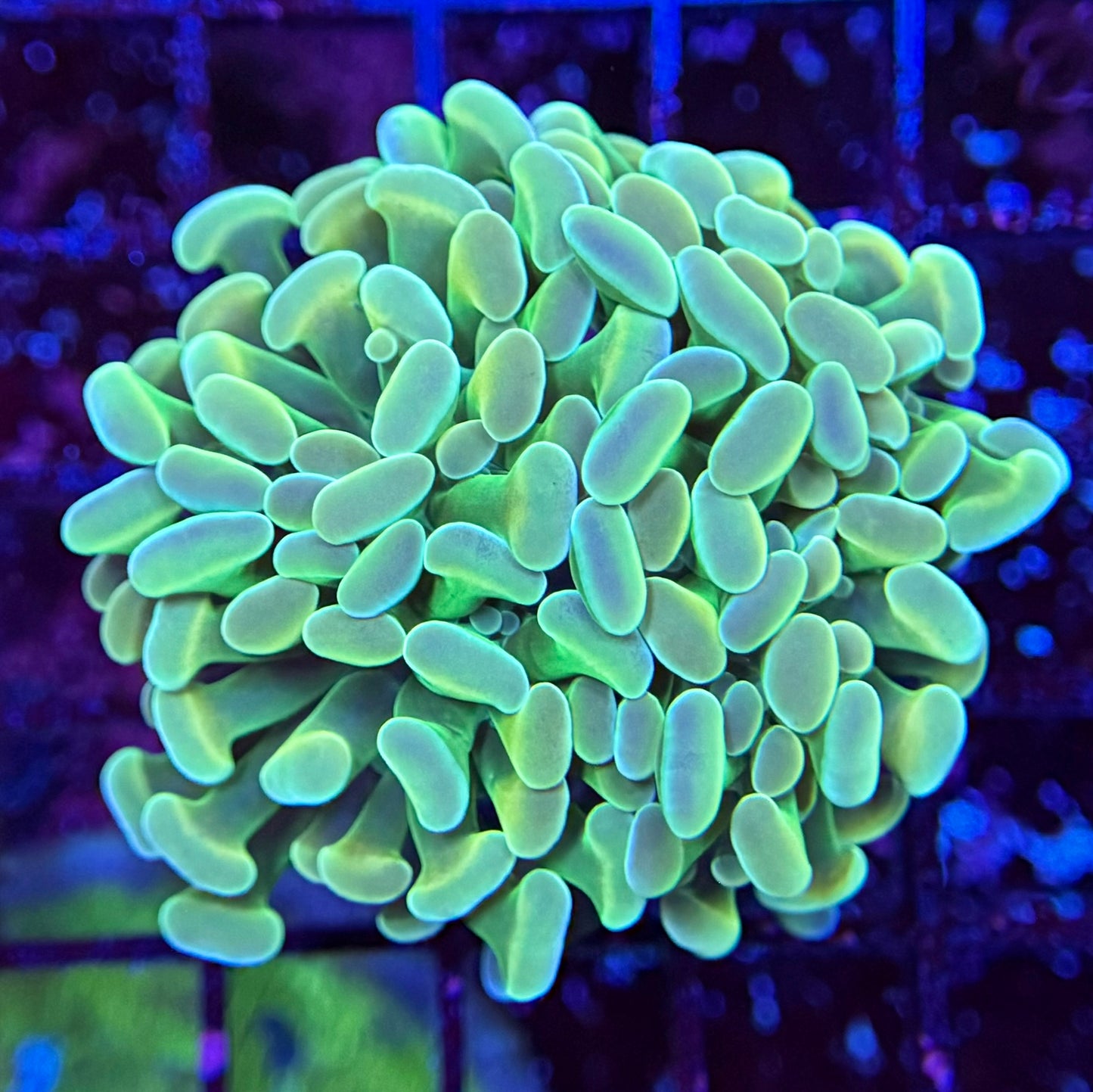 A4 Hologram Hammer 2 polyp