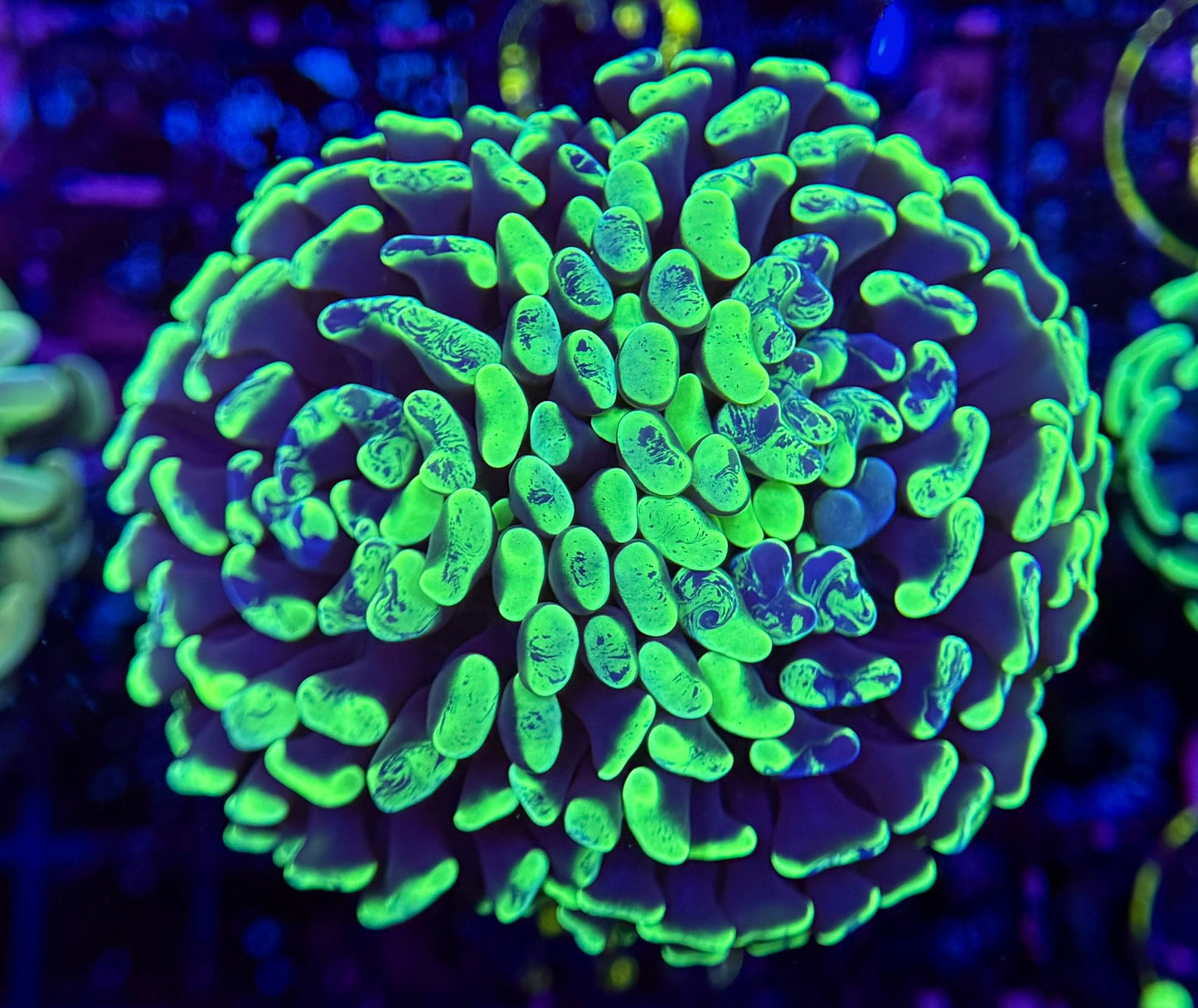 C3 Neon Splatter Hammer 2 polyp