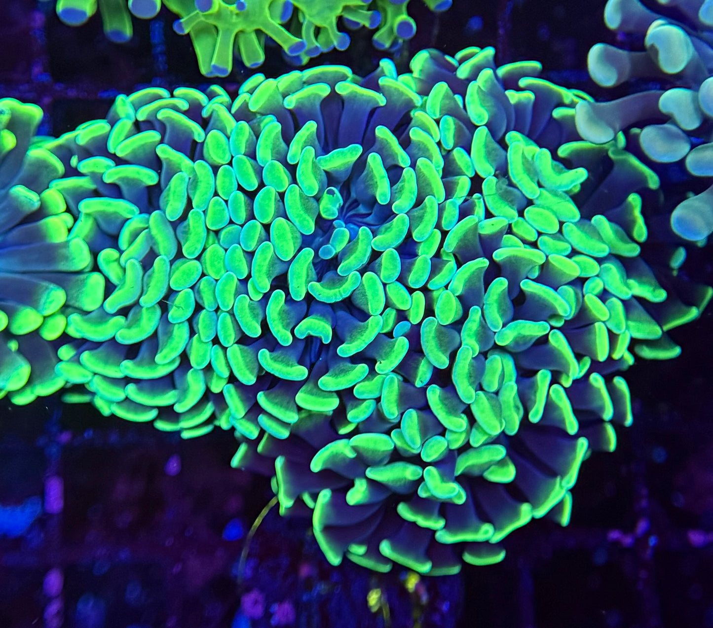 E6 Neon Green Hammer 4 polyp