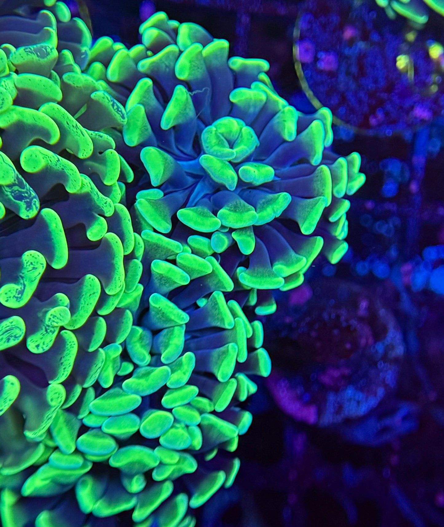 F6 Neon Green Hammer 5 polyp