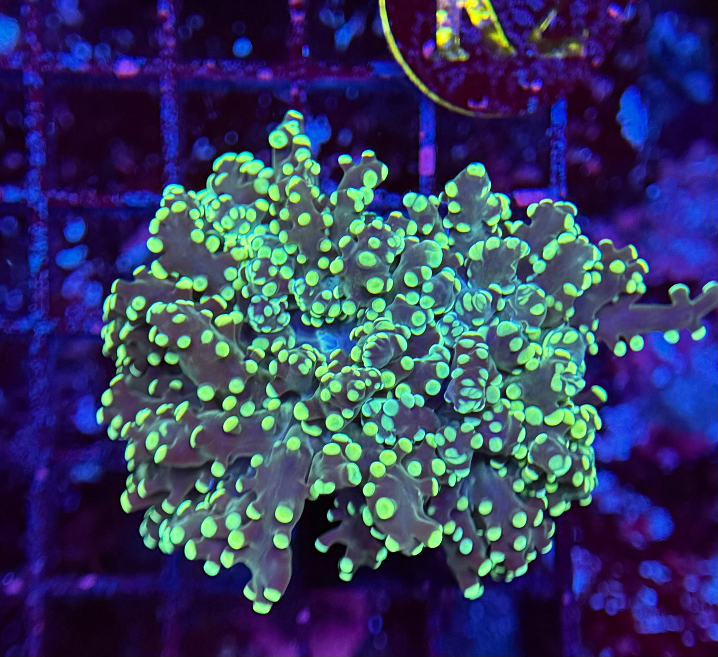 K2 Metallic Frogspawn