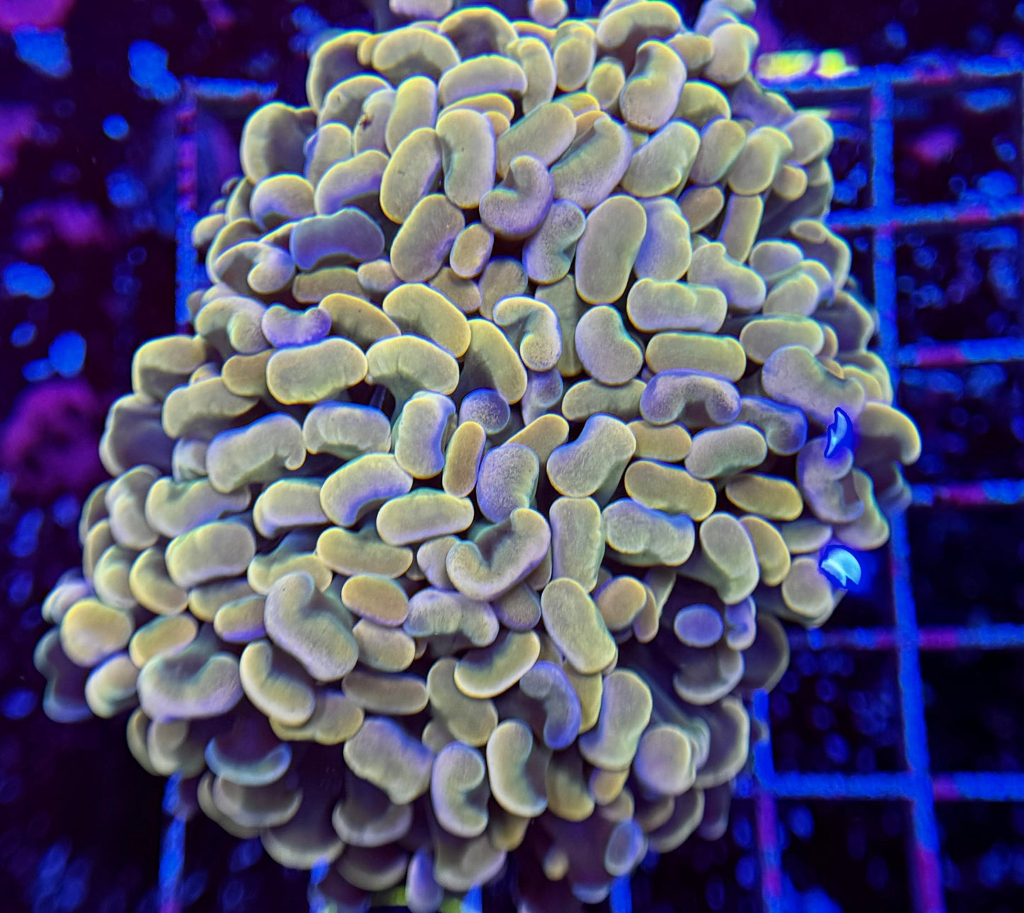 E1 Orange/Gold Hammer 4 polyp