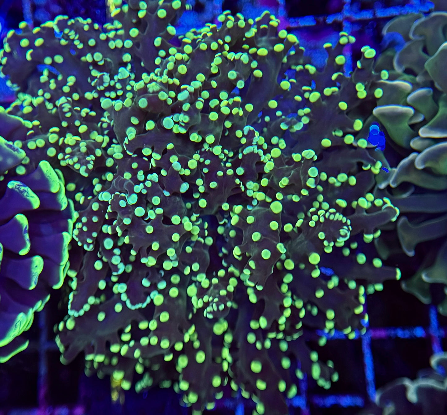 J1 Metalic Frogspawn 2polyp