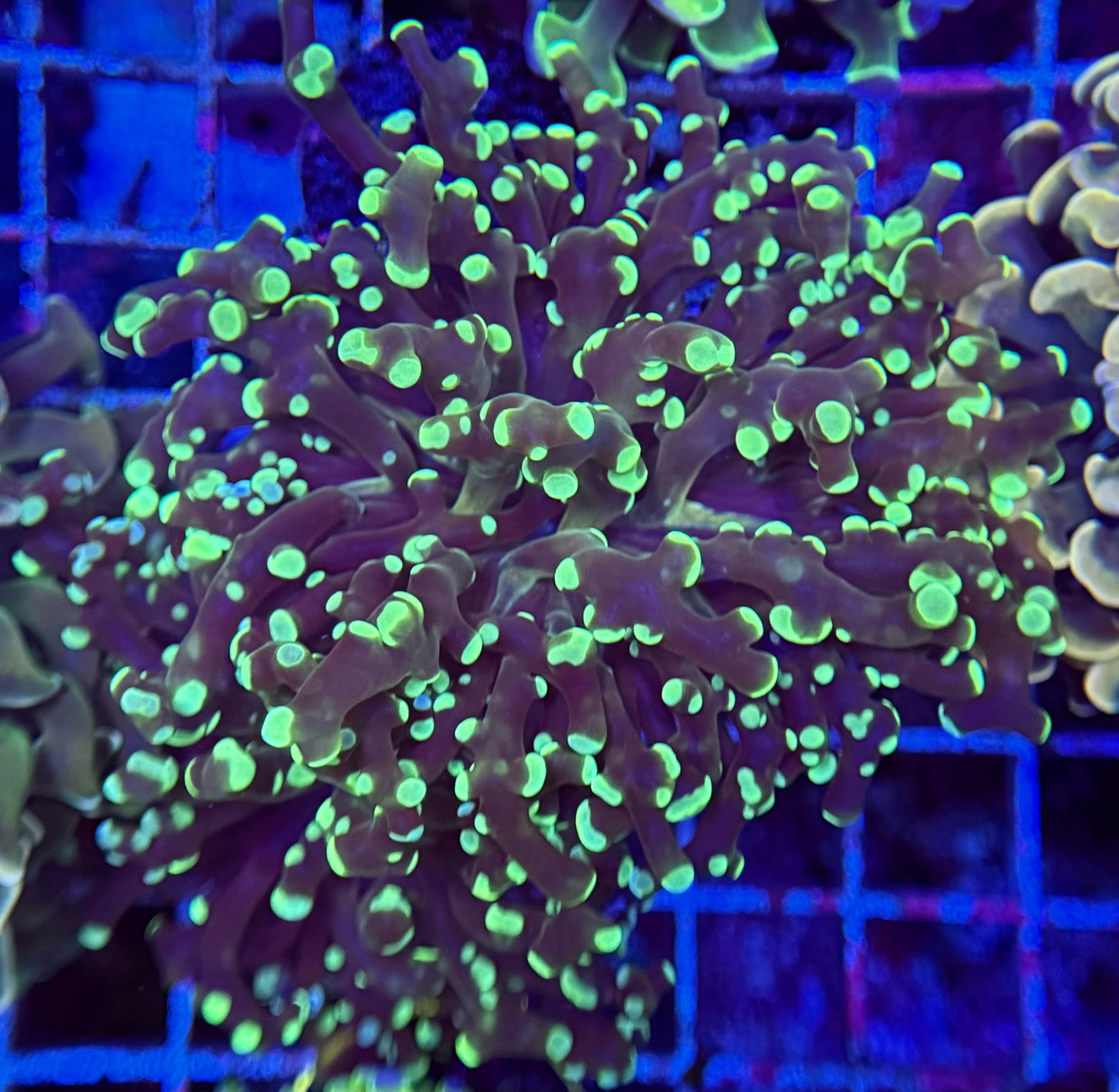 F9 Metallic Frogspawn 2 polyp