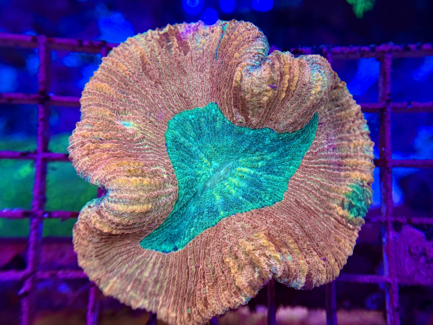 1A47 Trachyphyllia