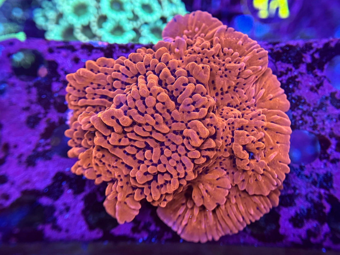 1A102 JF Slowburn Montipora