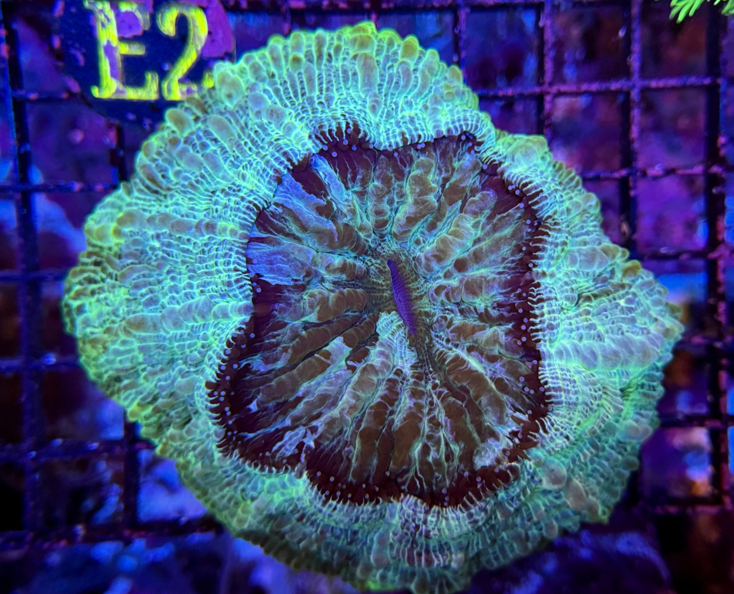 E2 Metallic Acanthopyllia