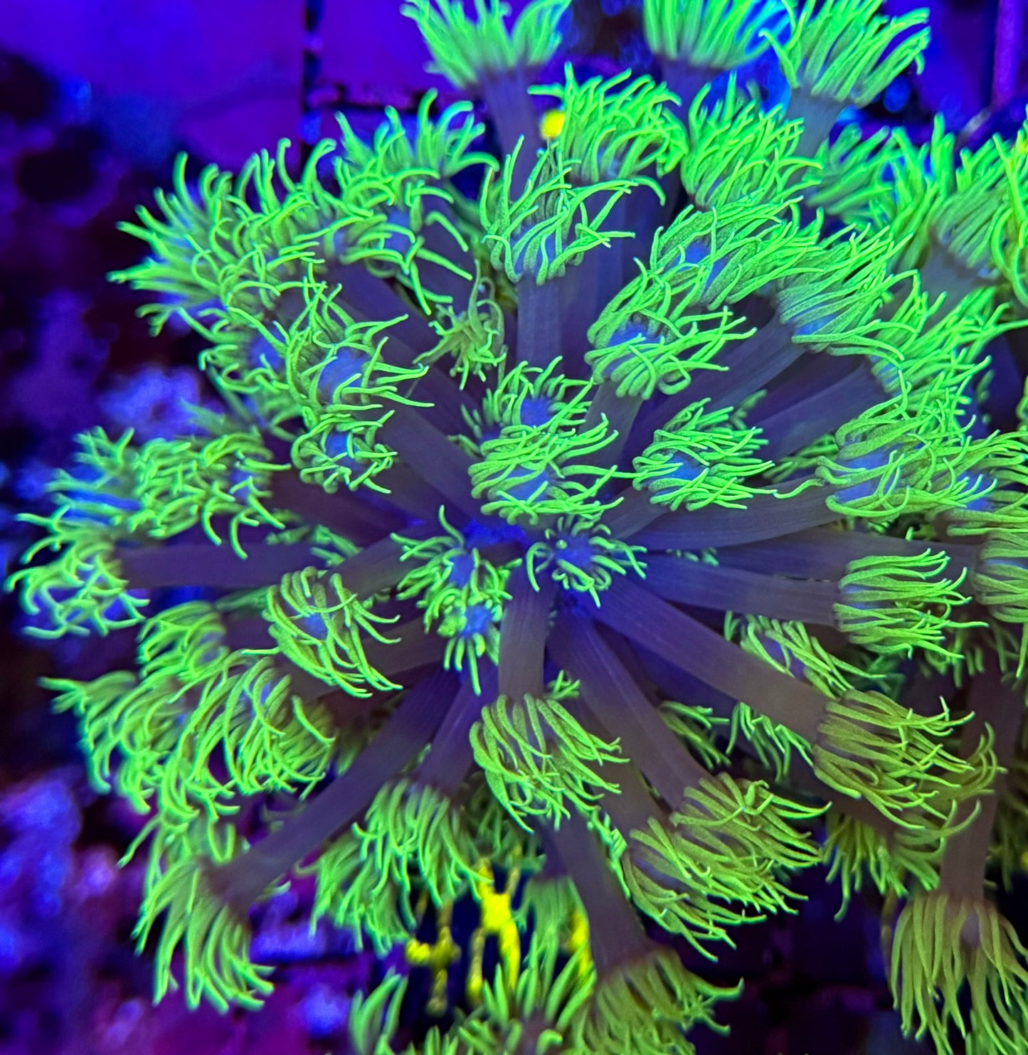 47A Neon Goniopora