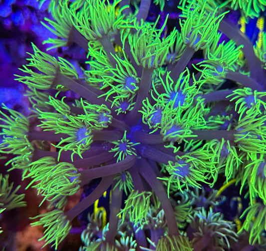 72A Neon Goniopora