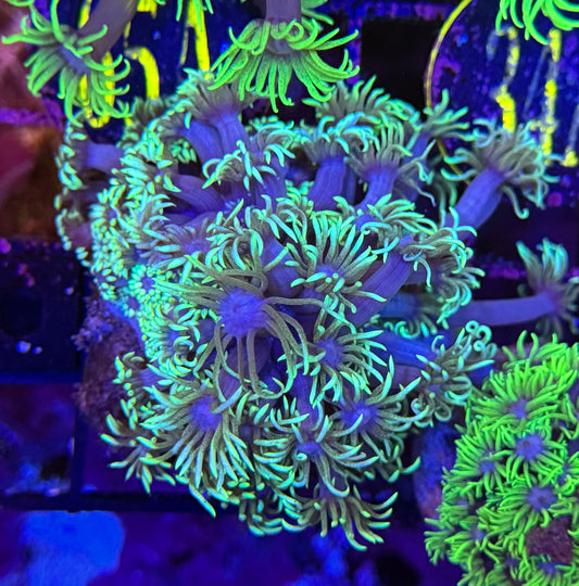 65A Neon Goniopora