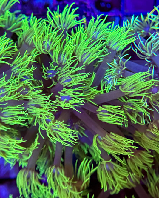 35A Neon Goniopora