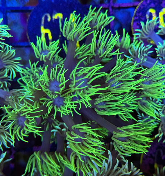 67A Neon Goniopora