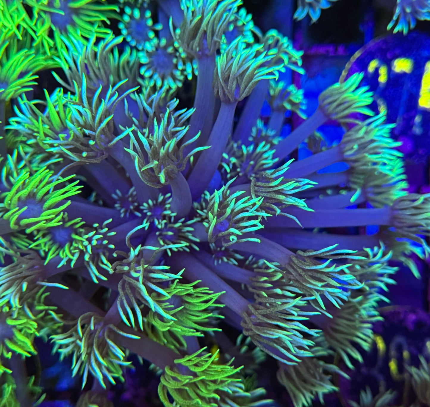 49A Neon Goniopora